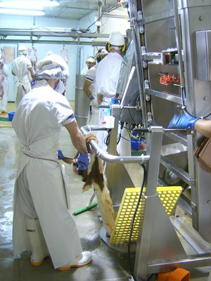 Pelt Puller: Unloading side. The operator is removing the ears from the calf pelt